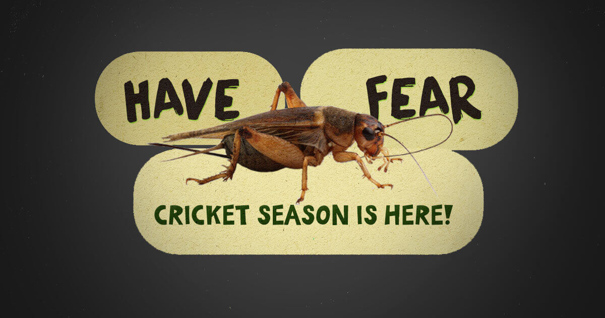 Have Fear, Cricket Season Is Here!